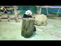 20190309 竟然丟掉窩窩頭不吃的圓仔 the giant panda yuan zai