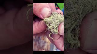 How to start a fire with stinging nettle #shorts #fire #outdoor #survival #bushcraft #adventure