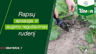 Žieminių rapsų apsauga nuo ligų ir augimo reguliavimas rudenį