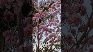 Bangalore Pink flowers#youtubeshorts #viral #bengaluru #flowers