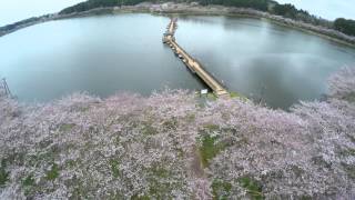 4K空撮影　宮城県平筒沼の桜