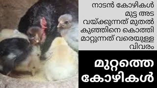 നാടൻ കോഴിക്ക് മുട്ട വിരിയിക്കാൻ വക്കുന്നത് മുതൽ കുഞ്ഞിനെ കൊത്തി മാറ്റുന്നതുവരെ യുള്ള വീഡിയോ....😍😍❤❤