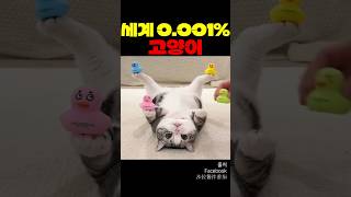 세계 0.001% 고양이