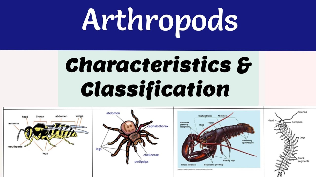 Arthropods Characteristics Chart