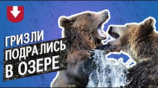 Рыбаки сняли на видео, как гризли дерутся в озере (за 300 метров от берега)