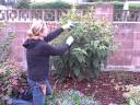 how to prune a princess flower or tibouchina.avi