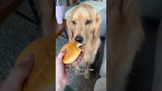 still learning what a small bite is 🥲 #goldens #dog #cutegolden #pets #foodie #smallbites