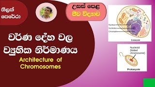 වර්ණදේහ වල ව්‍යුහික නිර්මාණය