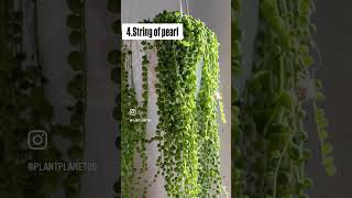 4 easy growing sacullent plants for biggners🌿happy gardening#likeandsubscribe