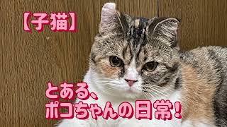 【子猫】ポコちゃん♀の日常！