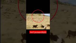 kurt pusuya düştü #wolf #hayvanlar #belgesel #dog #vahsi