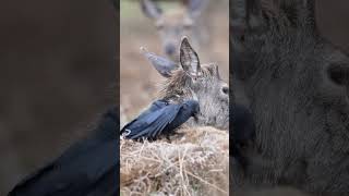 Jackdaws pull hair in deer