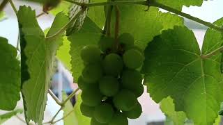 ద్రాక్షపండ్లు Grapes in My Terrace Garden - 26 Feb 2024 P1