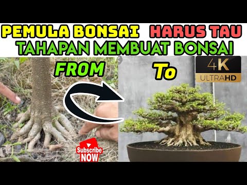 TAHAPAN BONSAI ANTING PUTRI - YouTube