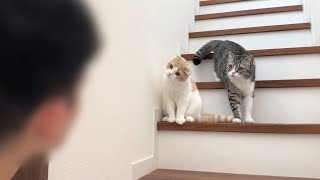 猫たちにだるまさんが転んだをしてみたら反応がかわいすぎましたw