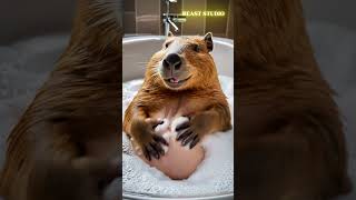 Relaxing Capybara Enjoys a Soothing Bath and Belly Massage! 🛁💆‍♂️