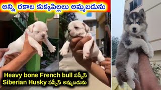 French bull puppies ,Siberian husky puppies for sale in telugu/ 84311 59197 /aj pets