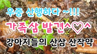 [고산식물TV] 화전민터에서 가족삼과 조우((개들의 산삼 산작약))