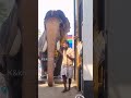 കുട്ടൻകുളങ്ങര അർജുനൻ elephant in kerala 🐘