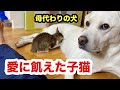 母のいない子猫の親代わりになる犬／がむしゃらに犬のおっぱいを吸う保護子猫