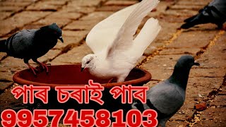 পাৰ চৰাই পোৱালি পাব 9957458103