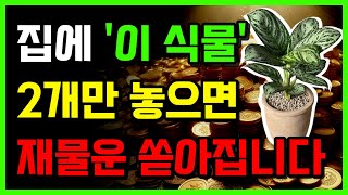 부자들만 아는 재물운을 불러오는 2가지 식물 풍수 비밀 정보! 금전운 폭발 합니다 ㅣ풍수 인테리어ㅣ생활 풍수ㅣ대운ㅣ