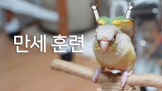 [앵무새훈련] 6회-만세훈련 / parrot training 'hurrah'