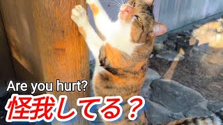 神社で豪快なお参りしてる三毛猫(笑)でも怪我してる？【野良猫 地域猫】A calico cat praying in a grand manner (lol)But are you hurt?