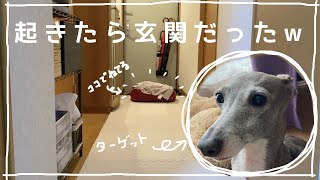 【ドッキリ】犬に寝起きドッキリ仕掛けてみたw