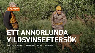 Ett annorlunda vildsvinseftersök