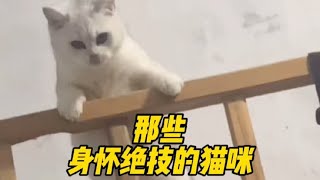 那些身怀绝技的猫咪，来看看哪个最厉害？#宠物 #萌宠 #家有萌宠