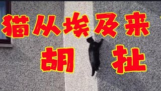 中国人中招率最高的西方伪史谎言，猫从埃及来。我中华田园猫来自我中华，古埃及给我滚。