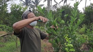 memperjelas  batasan pruning jeruk