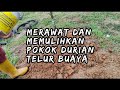 RAWATAN POKOK DAN PEMULIHAN  STRUKTUR TANAH