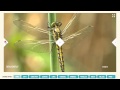 Wordpress Slideshow - Impressive Animations!