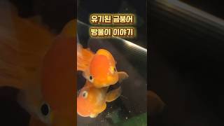 버려진 금붕어 방울이 이야기 #금붕어 #난주 #오란다 #GOLDFISH