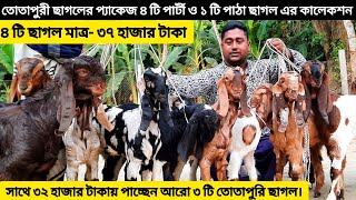 তোতাপুরী ৪ টি ছাগলের প্যাকেজ মাত্র ৩৭ হাজার টাকা ও ৩ টি ছাগলের প্যাকেজ মাত্র ৩২ হাজার টাকা।