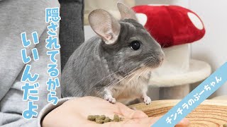 デグーが隠したおやつを食べるチンチラのために別で買ってあげたら塩対応だった… Funny and Cute Chinchilla