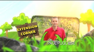 Extension Corner With Paul Pugliese: Cherry Trees