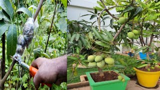 आम के पौधे को कैसे तैयार करें कटाई छटाई कब करें Mango pruning and airlayring techniques