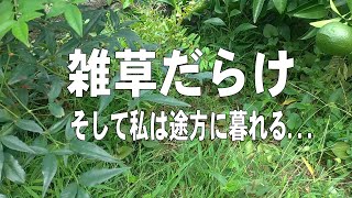 実家の庭｜猛暑で枯れた植物あり？｜緑化運動｜雑草だらけ｜Garden｜9月上旬