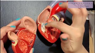 Heart Internal Features | Chambers | Right Atrium & Ventricle Detailled | Valves | Papillary Muscles