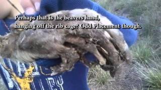 Bigfoot Hand Breakdown