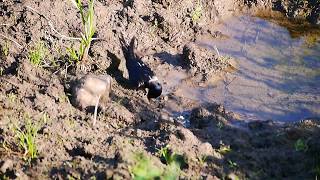 巣の材料を集めるコシアカツバメ Hirundo daurica（Ⅱ）