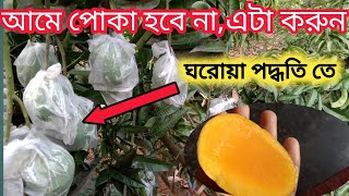 আমের ভিতরে পোকা হবে না, কি কোরলে। ঘরোয়া পদ্ধতিতে সমাধান।আমের মাছি পোকা দমন পদ্ধতি খুব সহজে।