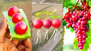 Best \u0026 easy to grow grape plant at home from fruit || Amazing method for planting