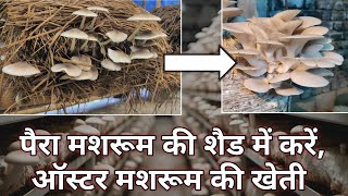 140. पैरा मशरूम के खाली शेड में करें, ऑस्टर मशरूम की खेती। Oyster Mushroom Farming Paira Mushroom