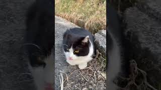 散歩前に休憩してる猫達🐈 #shorts