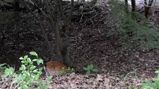 「わんこひろば」の帰り、鹿と遭遇～広島県緑化センター　4168