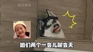 《狗子内心独白1》#狗子的迷惑行为 #狗子：我这一生如履薄冰 #傻狗的日常